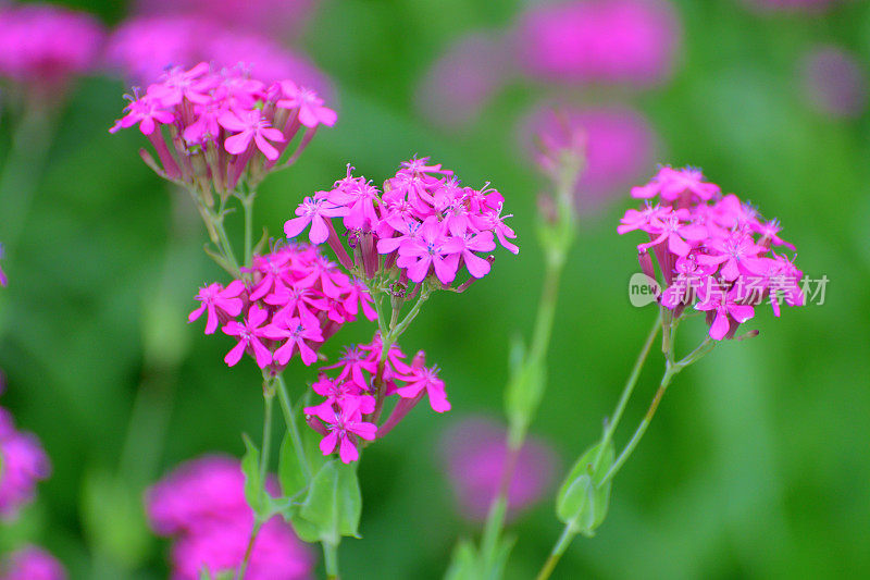 Silene armeria /甜美的William Catchfly:花